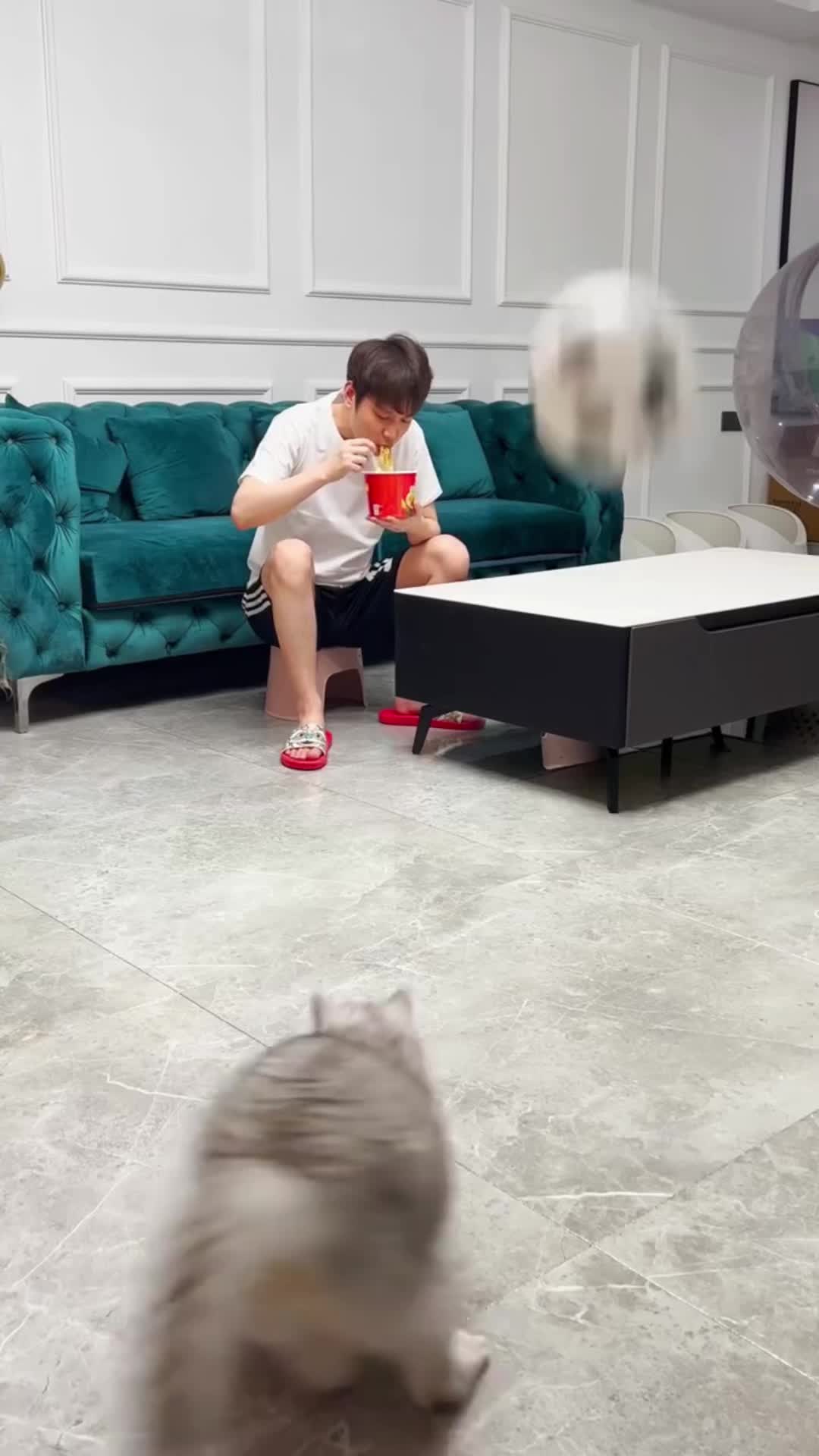 @🤣Cute Funny Pets🤣