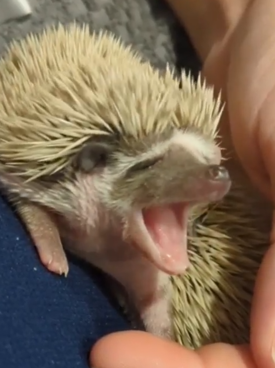 @hedgehogprecision