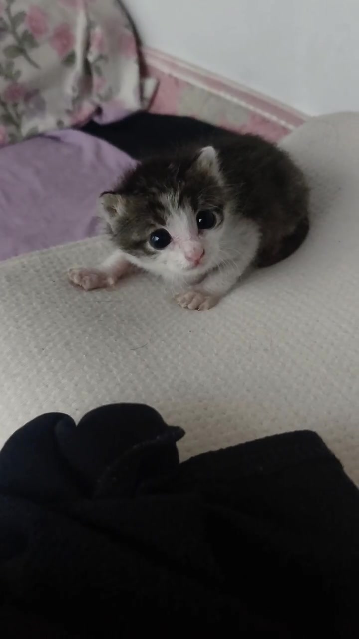 @catbosssss
