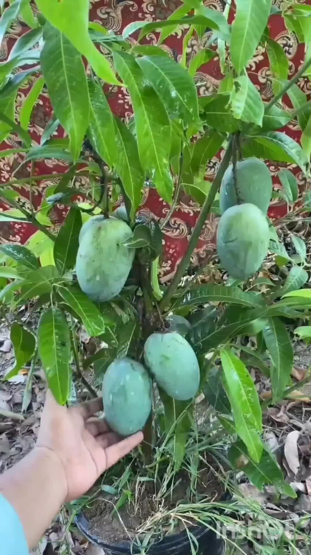 @user20505406424