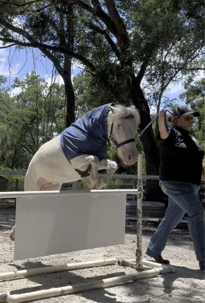 @Sugarfoot the Therapy Horse