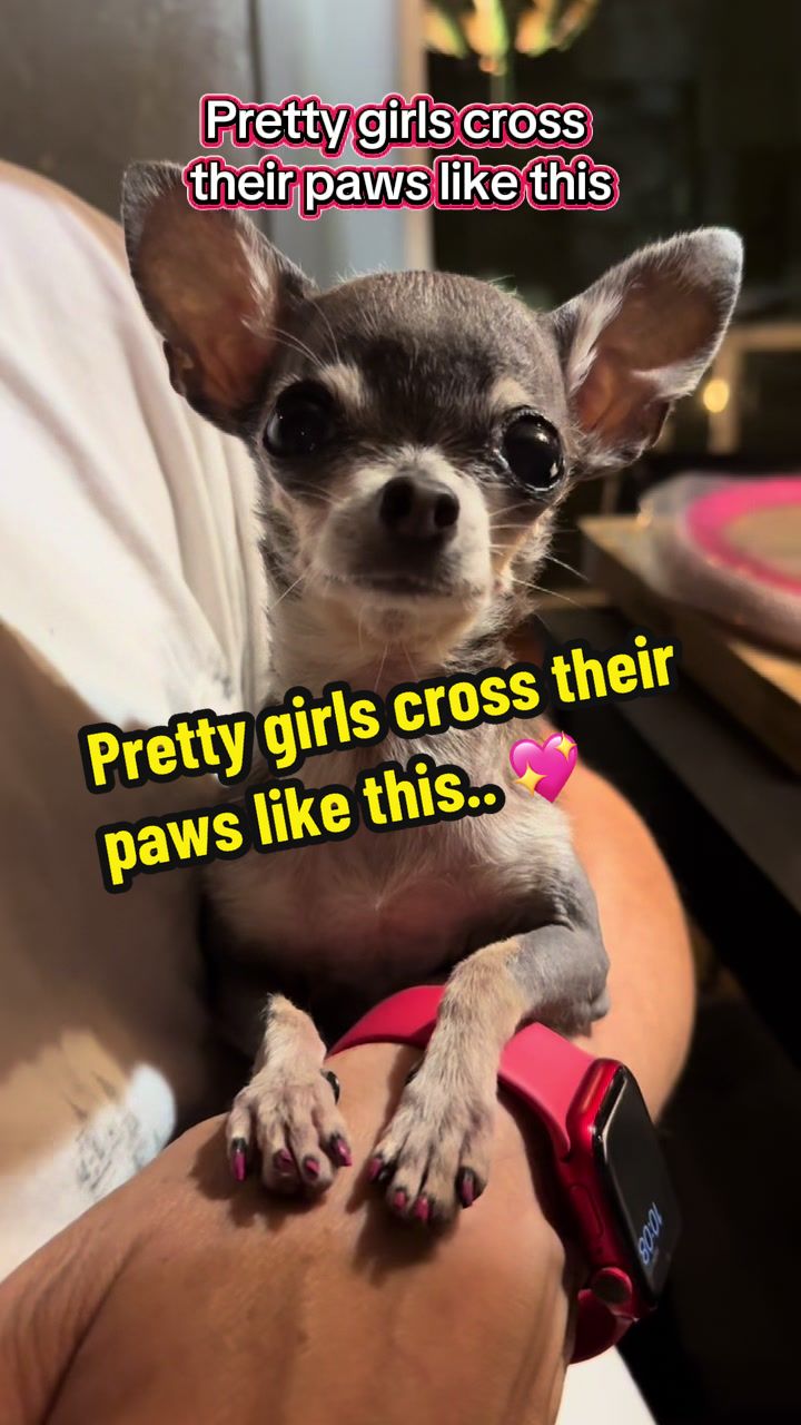 @Tinytiffytheteacupchihuahua