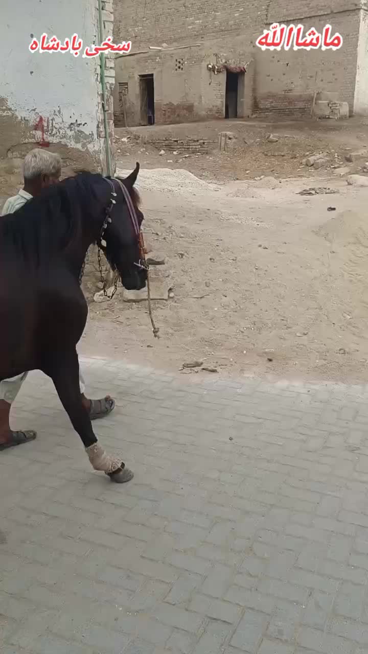 @🐴 گھوڑا شوق 🐴