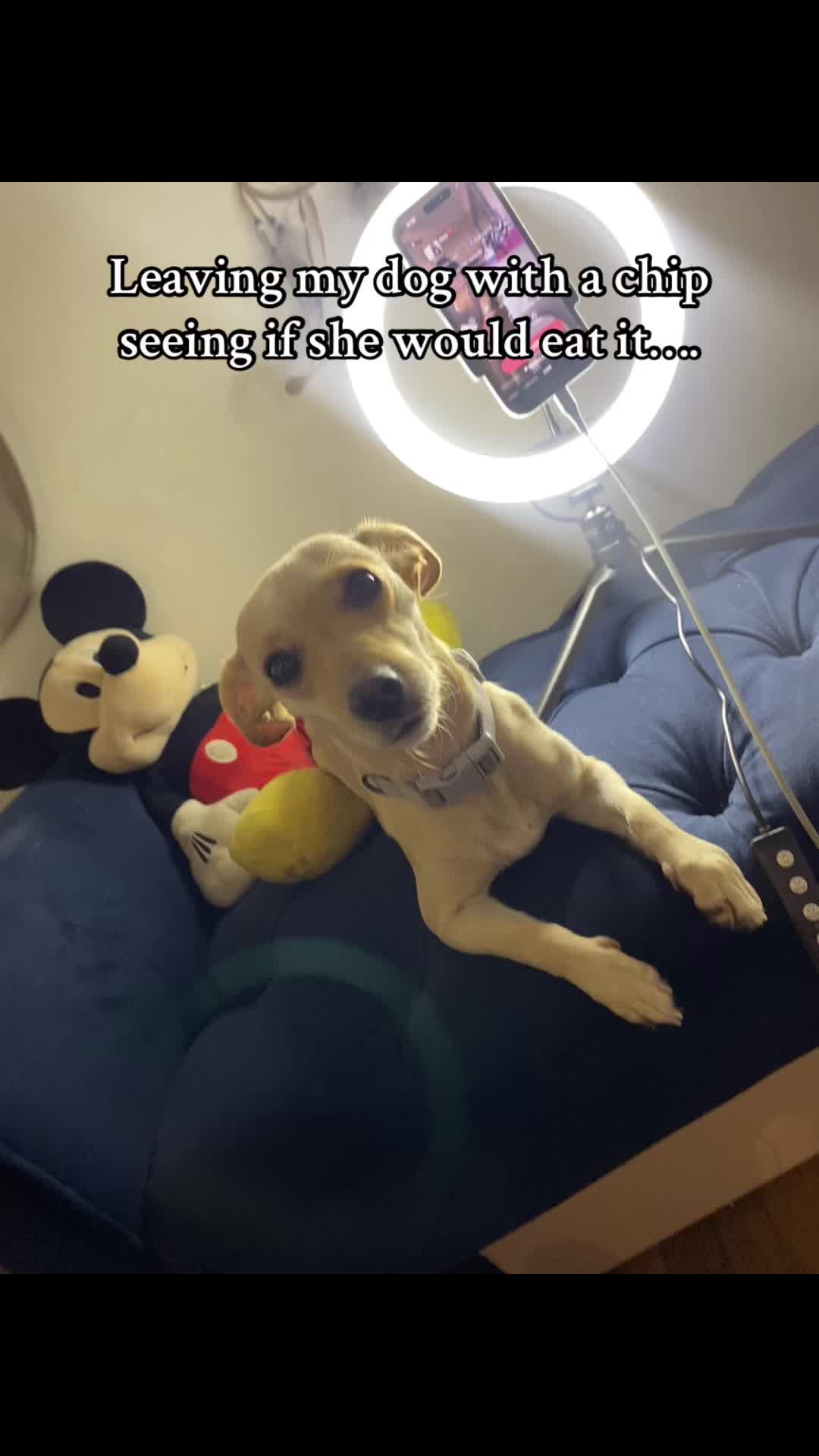 @𝓛𝓪𝓲𝓼𝓱𝓪