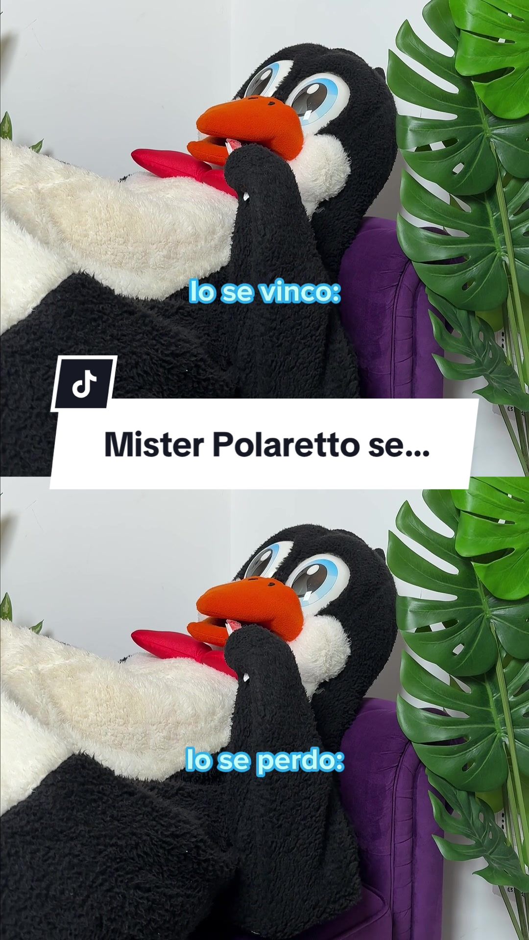 @Polaretti Dolfin