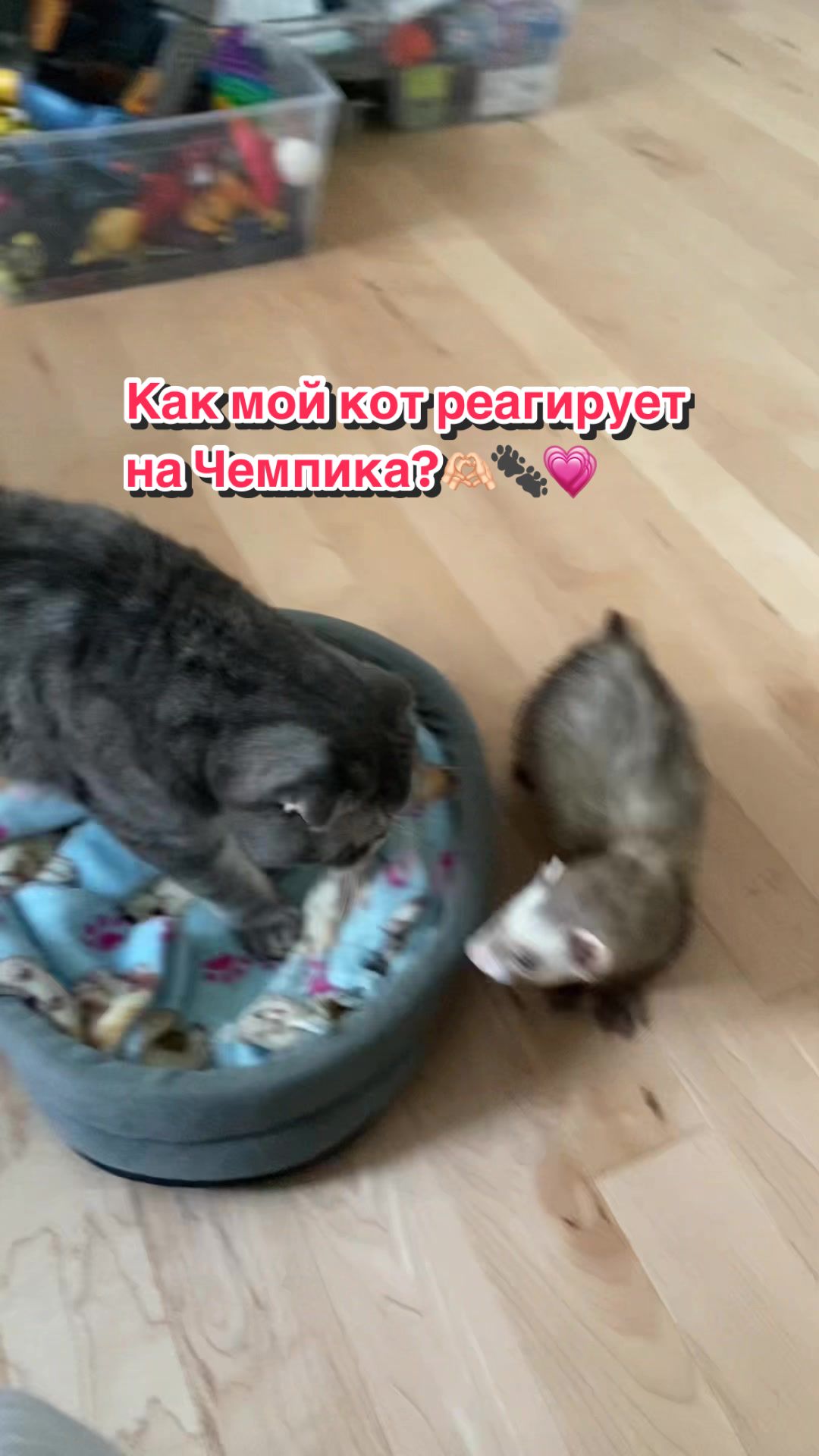@F_u_r_e_t🐾✨🤍