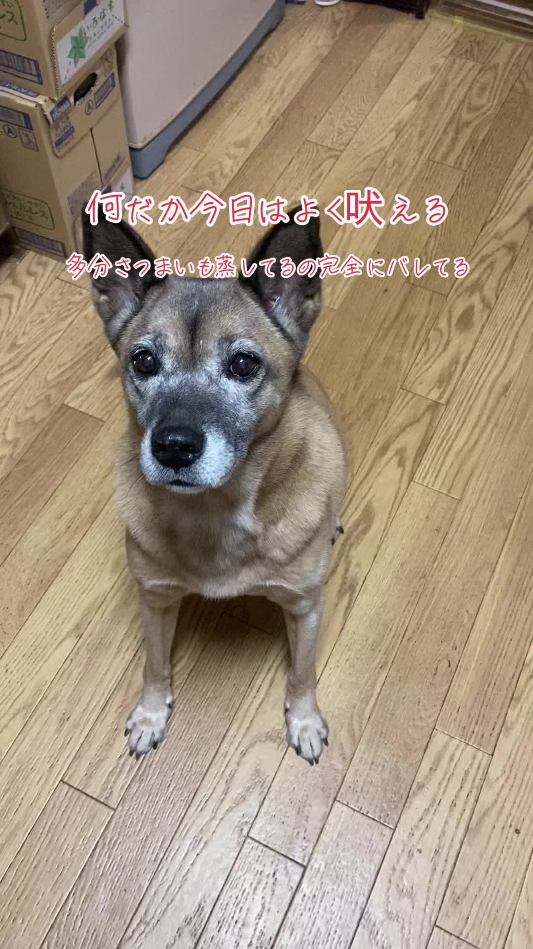 @島犬リリーのtikdog