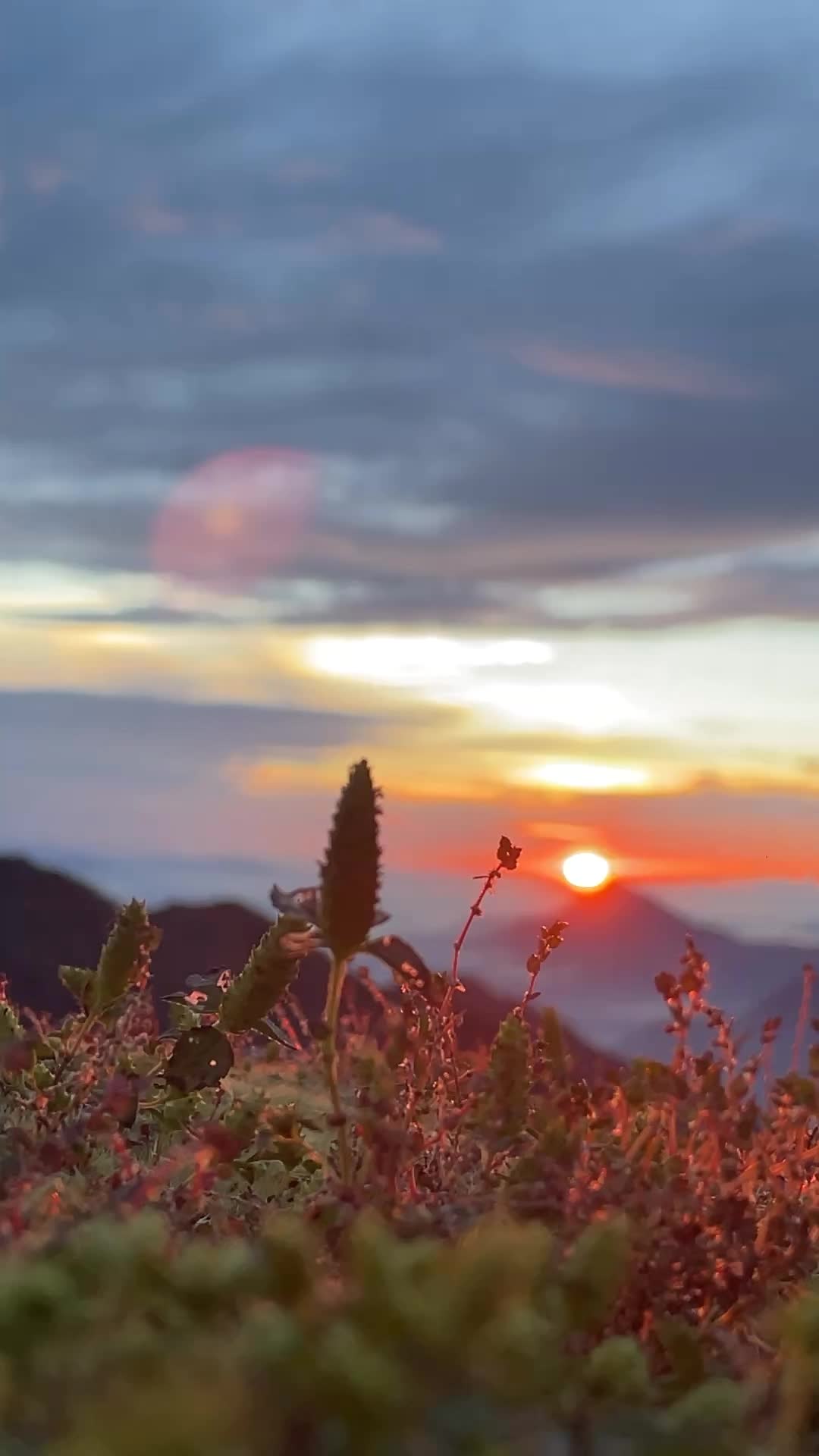 @थिँयाल 🌿
