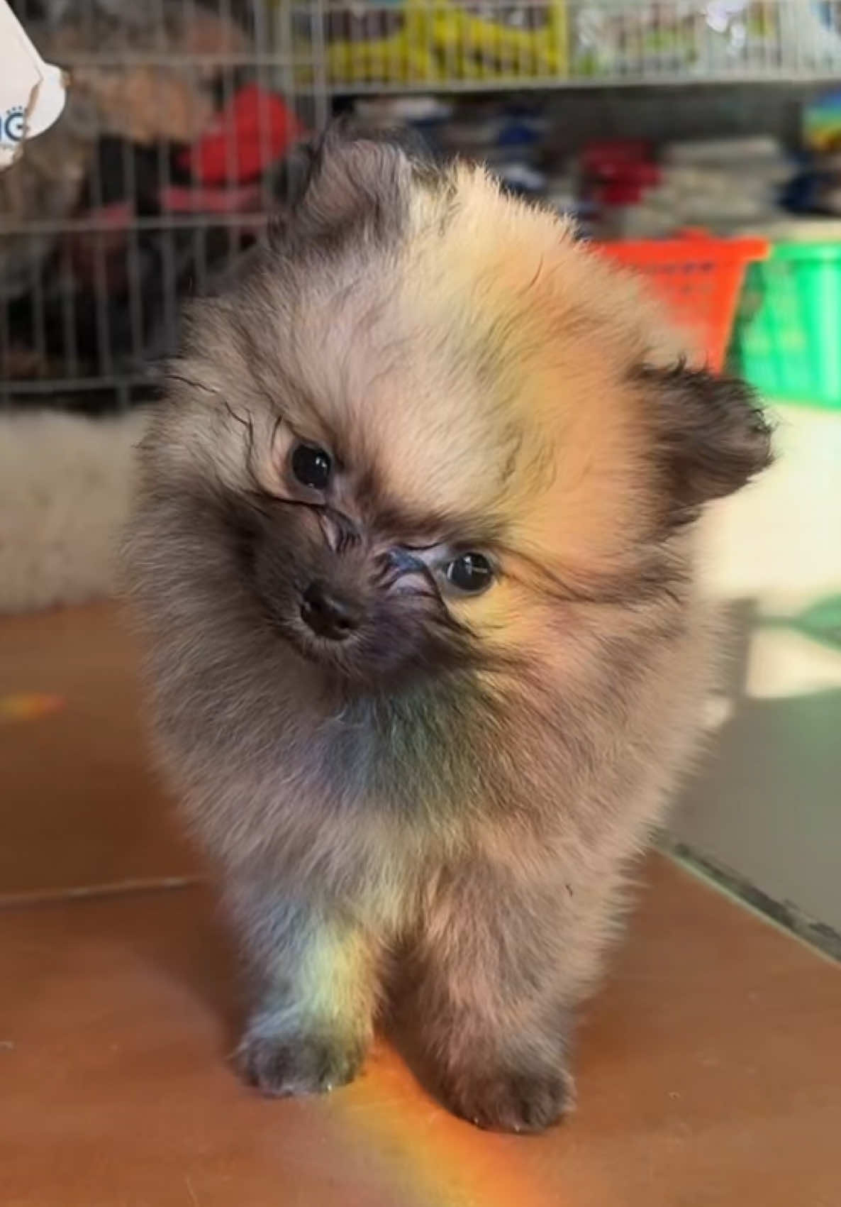 @Abstract pets