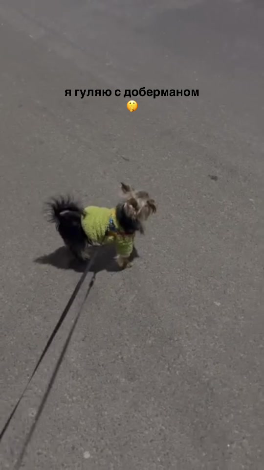 @жульсик ⭑