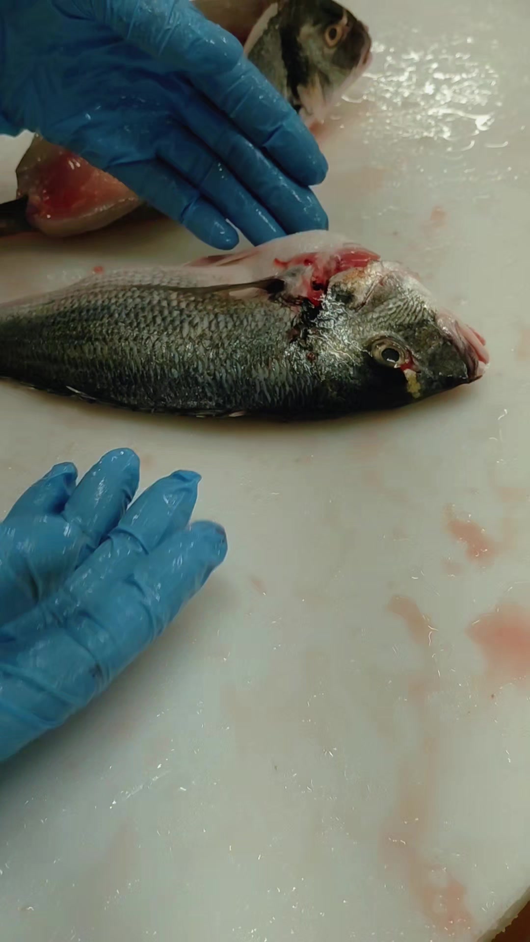 @lapprenti.poissonier