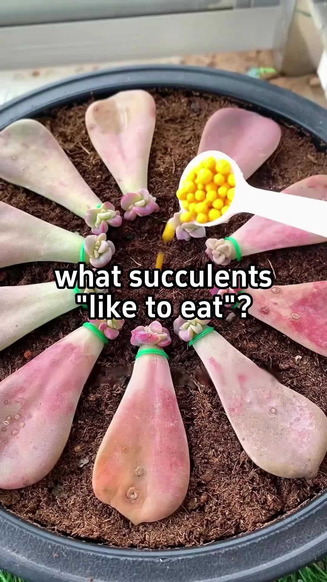 @BotanicKing
