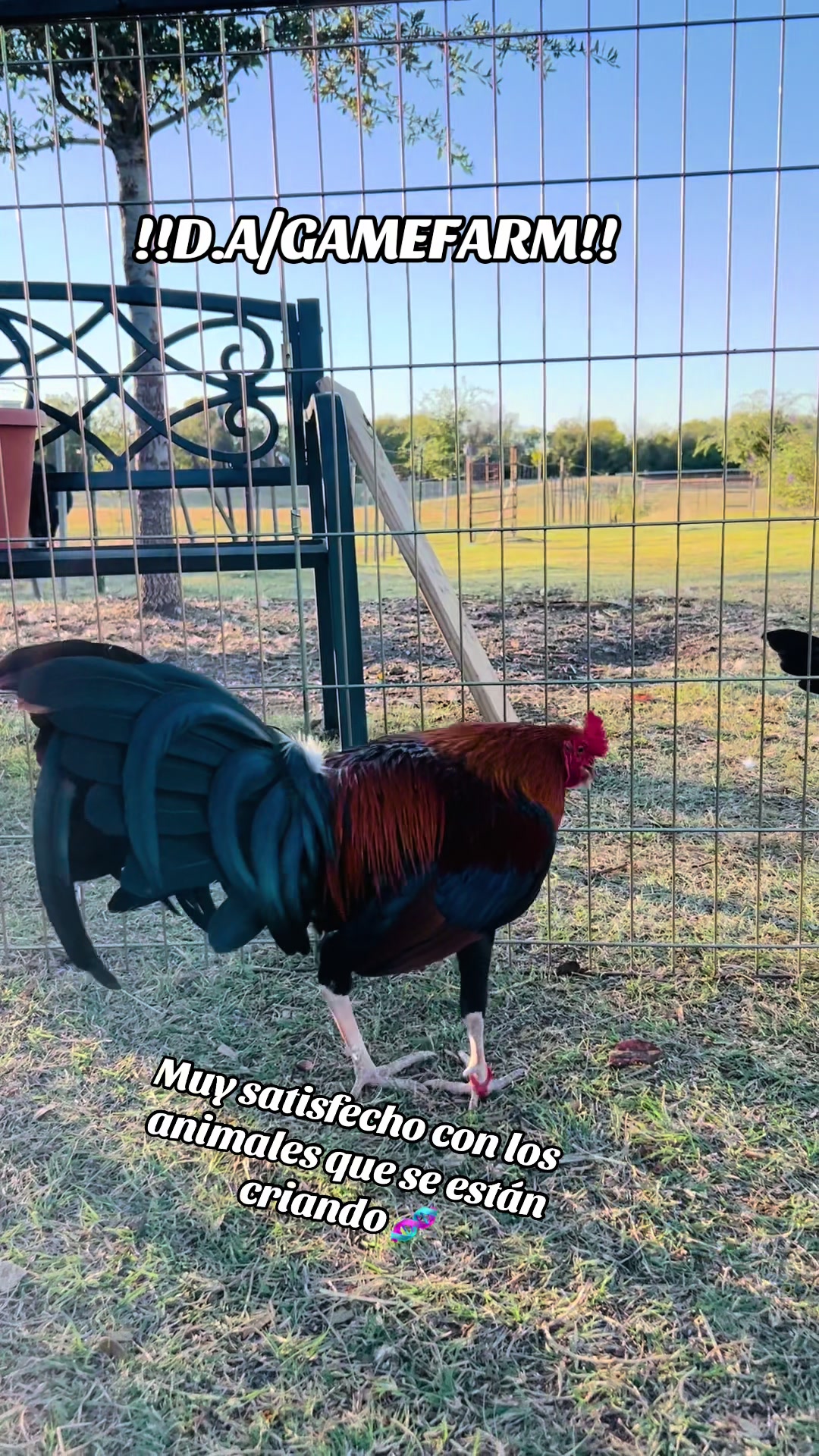 @DAgamefarm