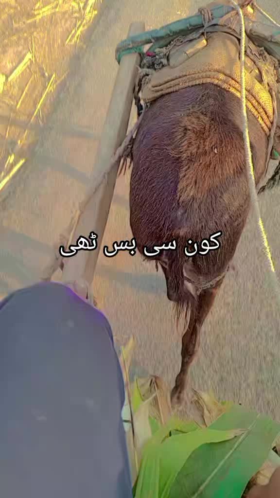 @/_ Aحmad 🖤