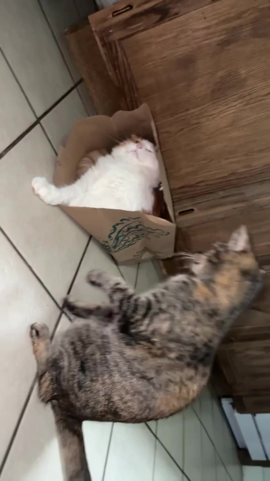 @organic kitty