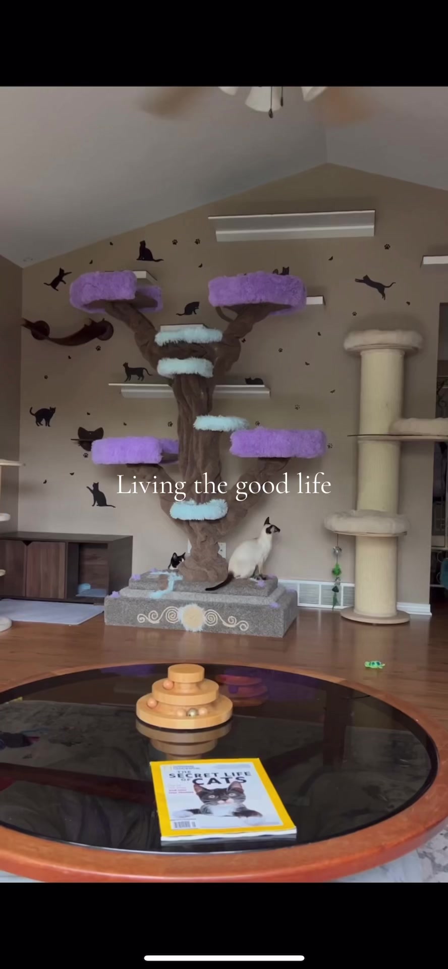 @customcatcribs