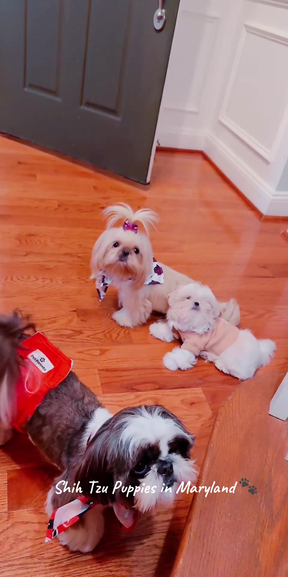 @Shih Tzu Puppies in Maryland