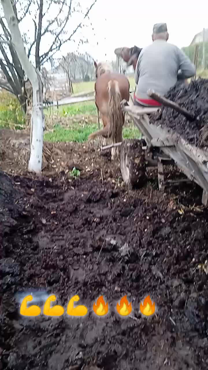 @коні в моді при любій погоді