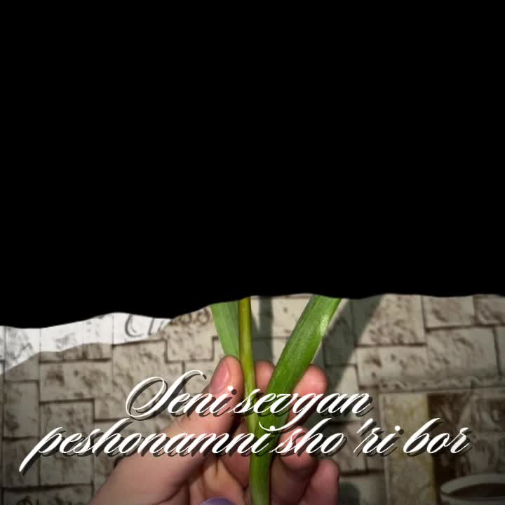 @shax22