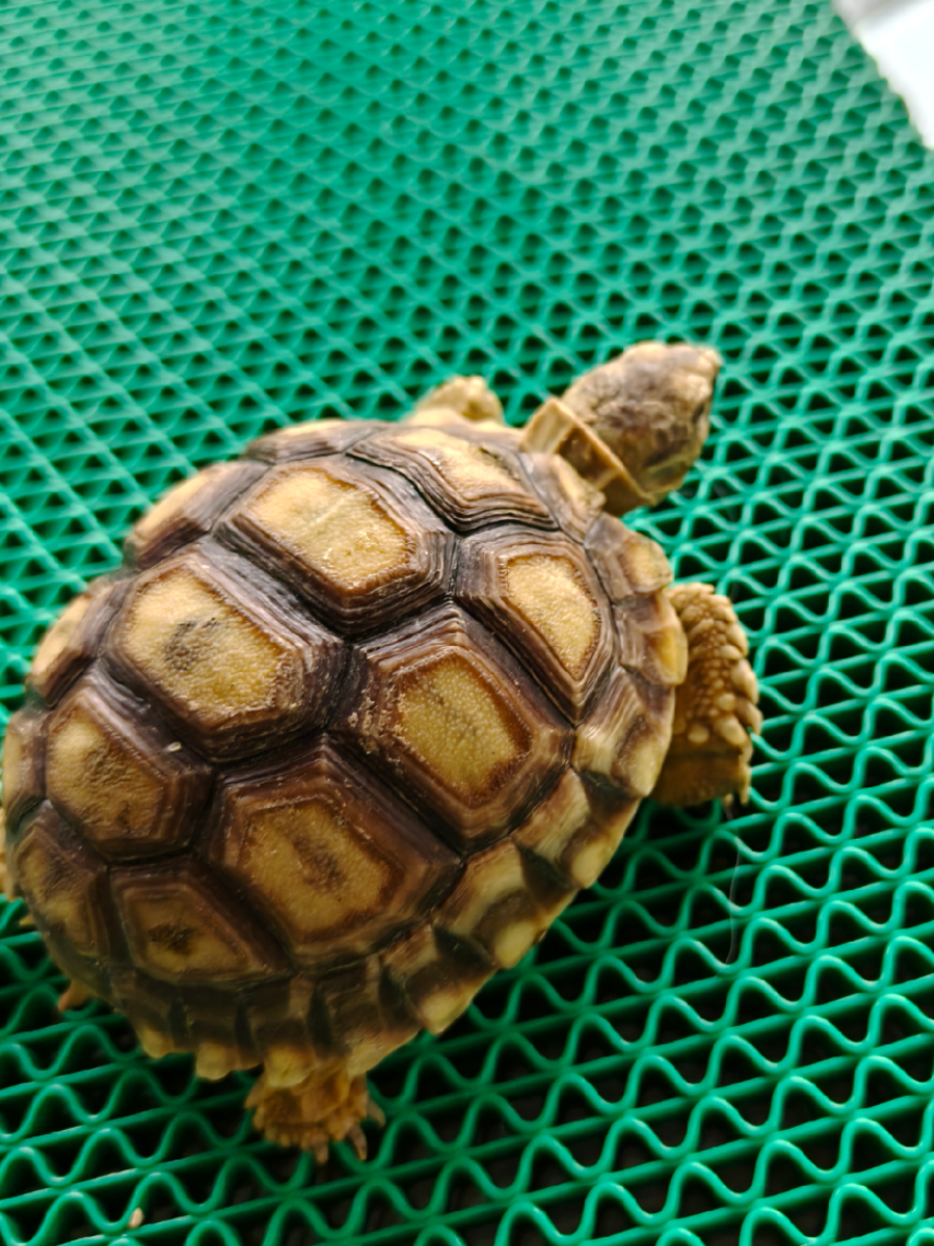 @ReptileTeamSby