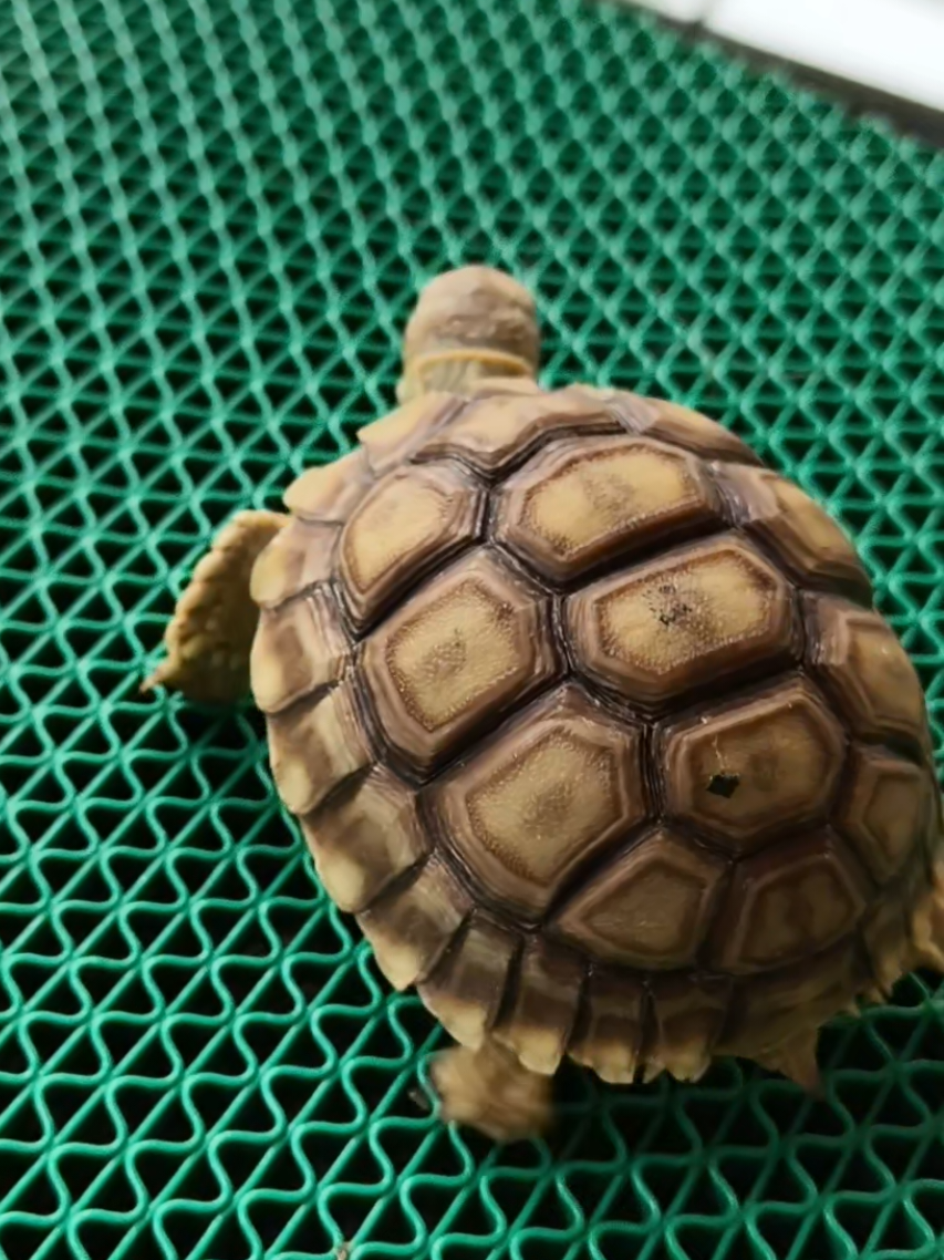 @ReptileTeamSby
