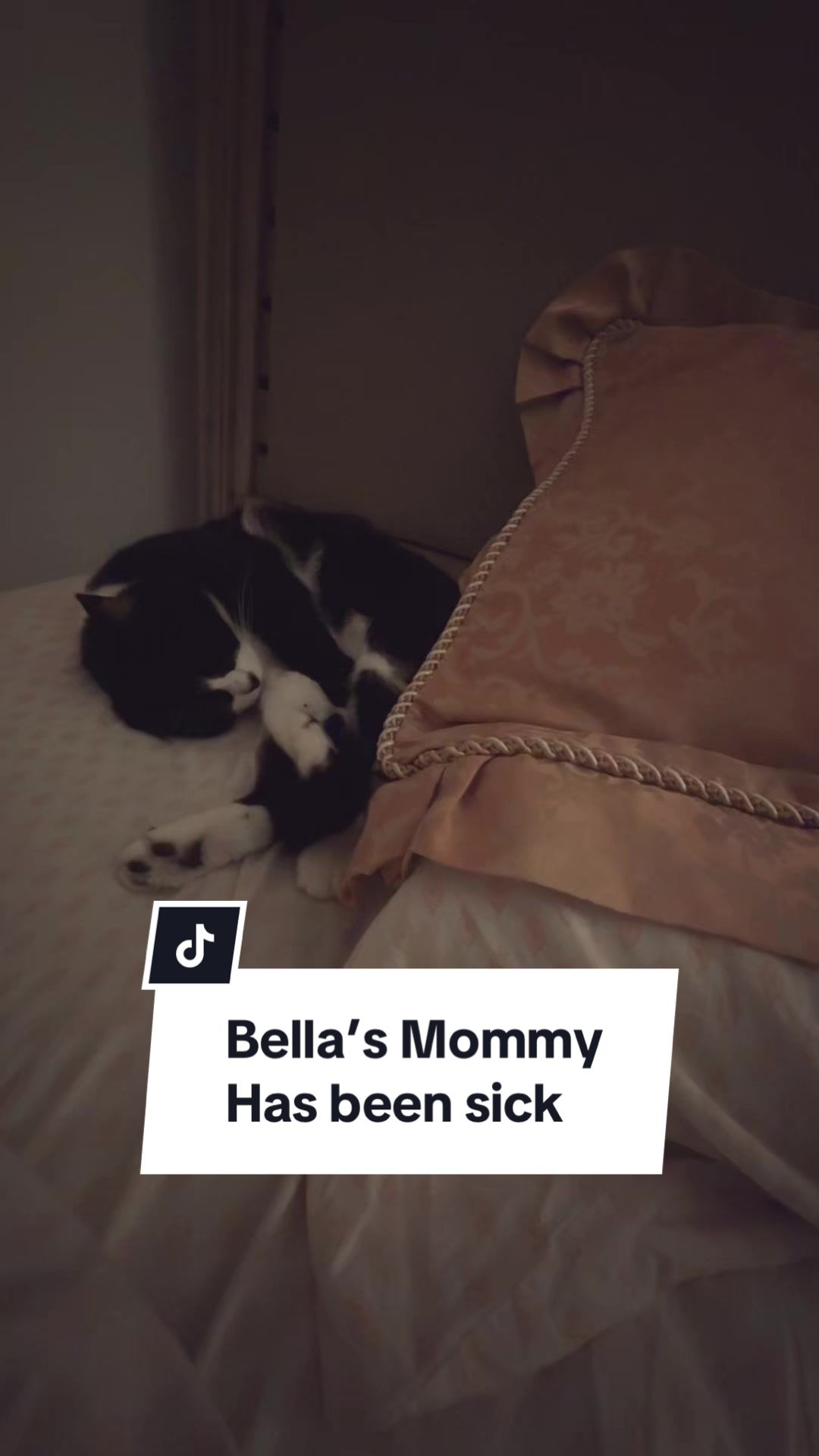 @The Bella Chronicles