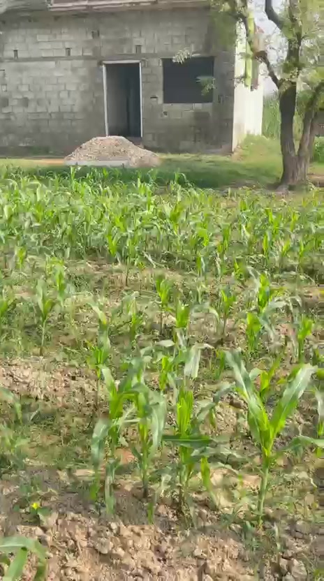 @chaudhry Farm house
