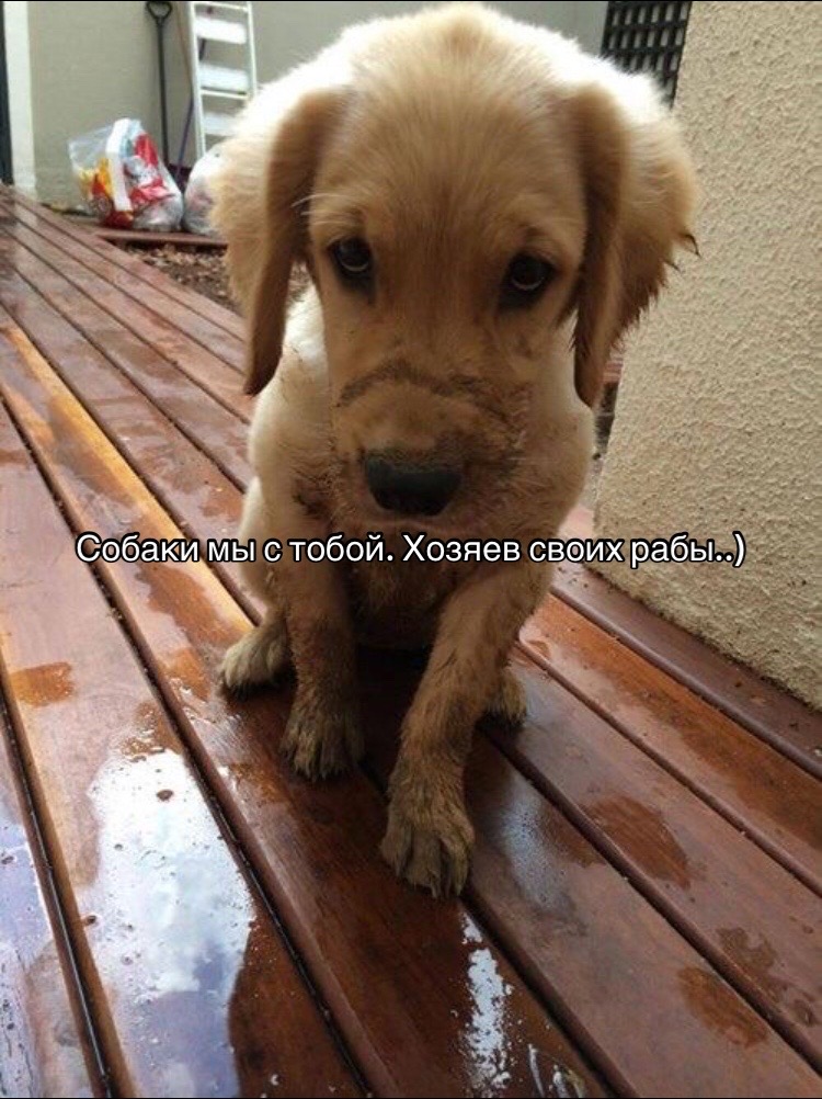 @#вайс