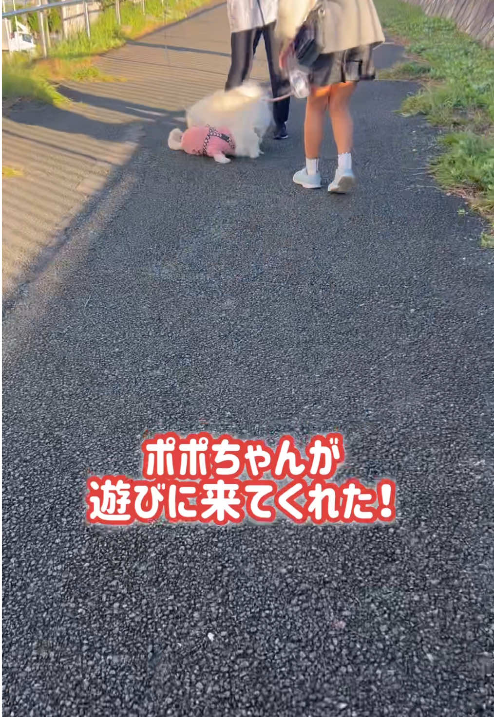 @なんこつ