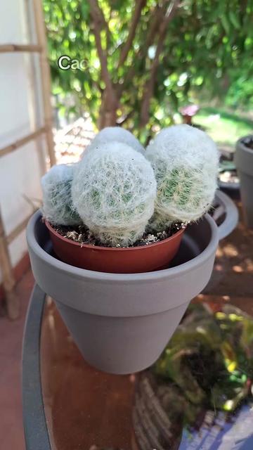 @Succulent_ninja