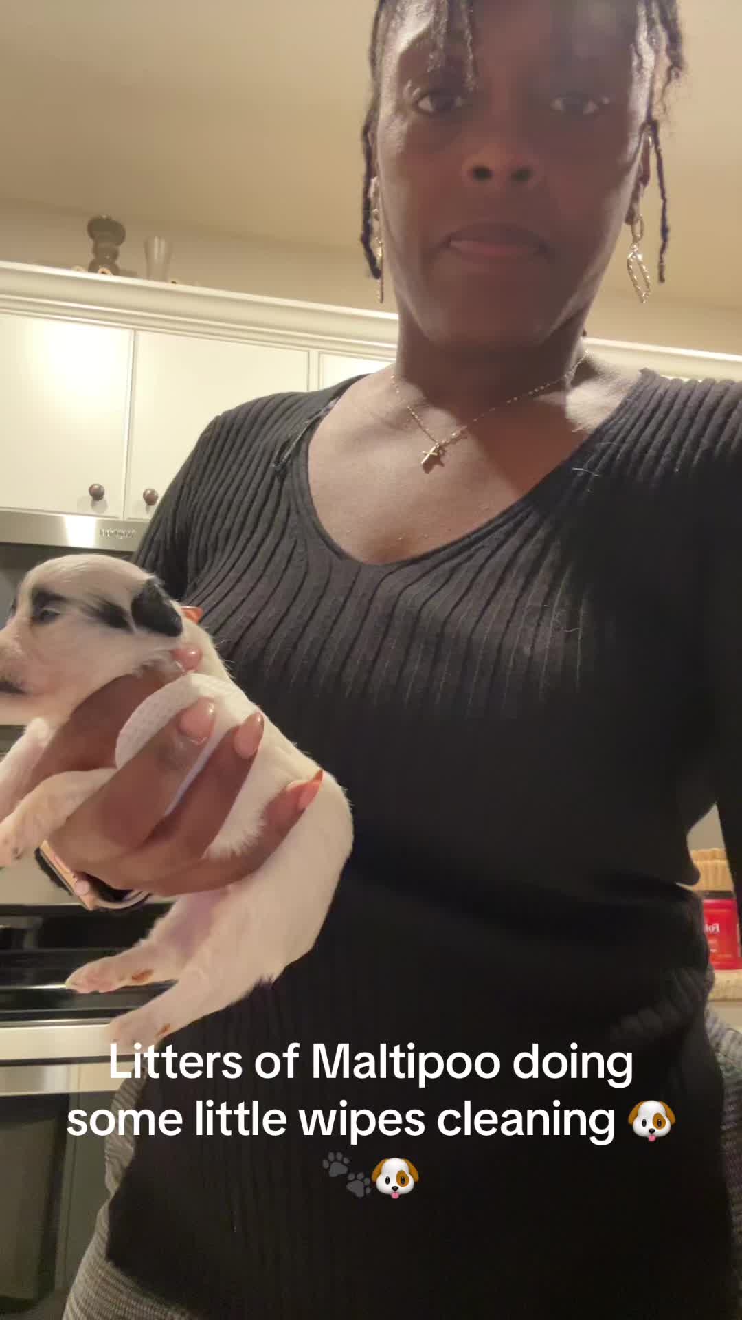 @Shortcake_kennel_2