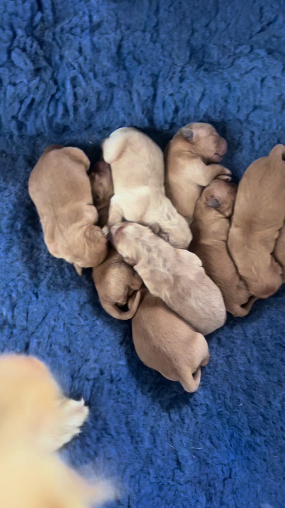 @HighCountryRetrievers