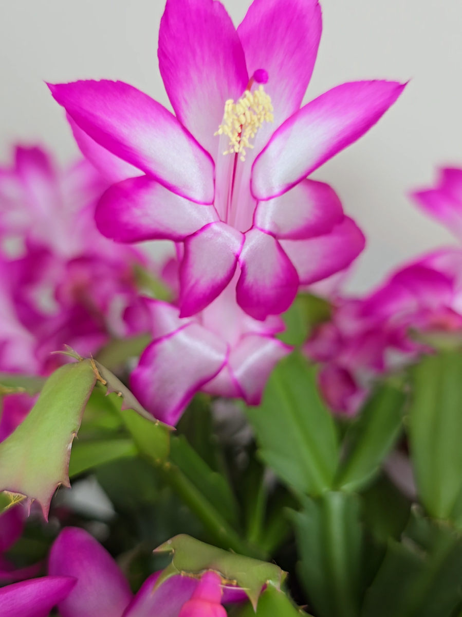@RMPlantsJ