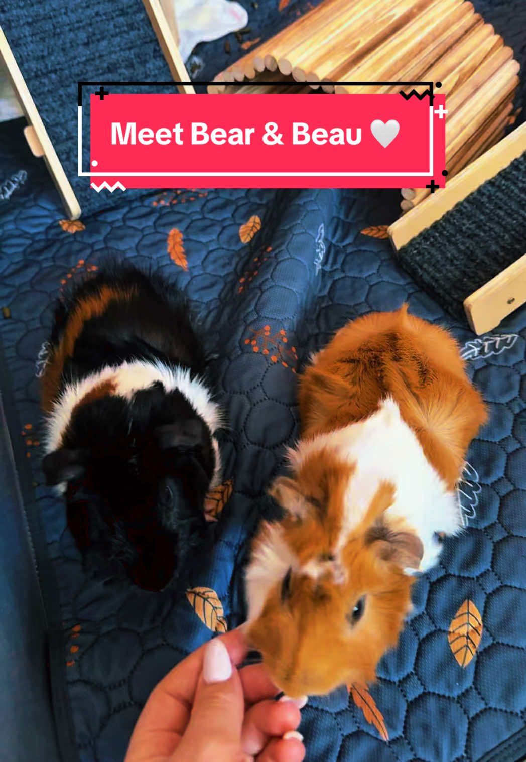 @Bear&Beau