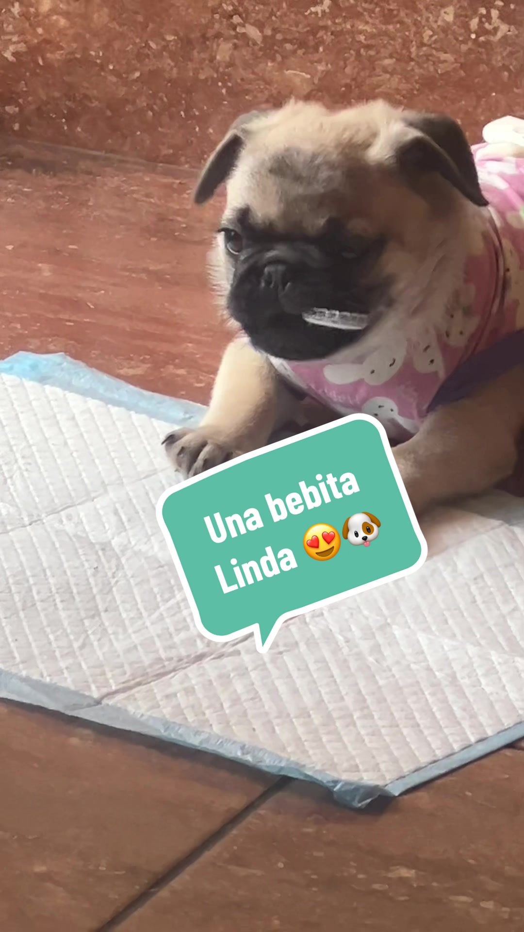 @Babypug