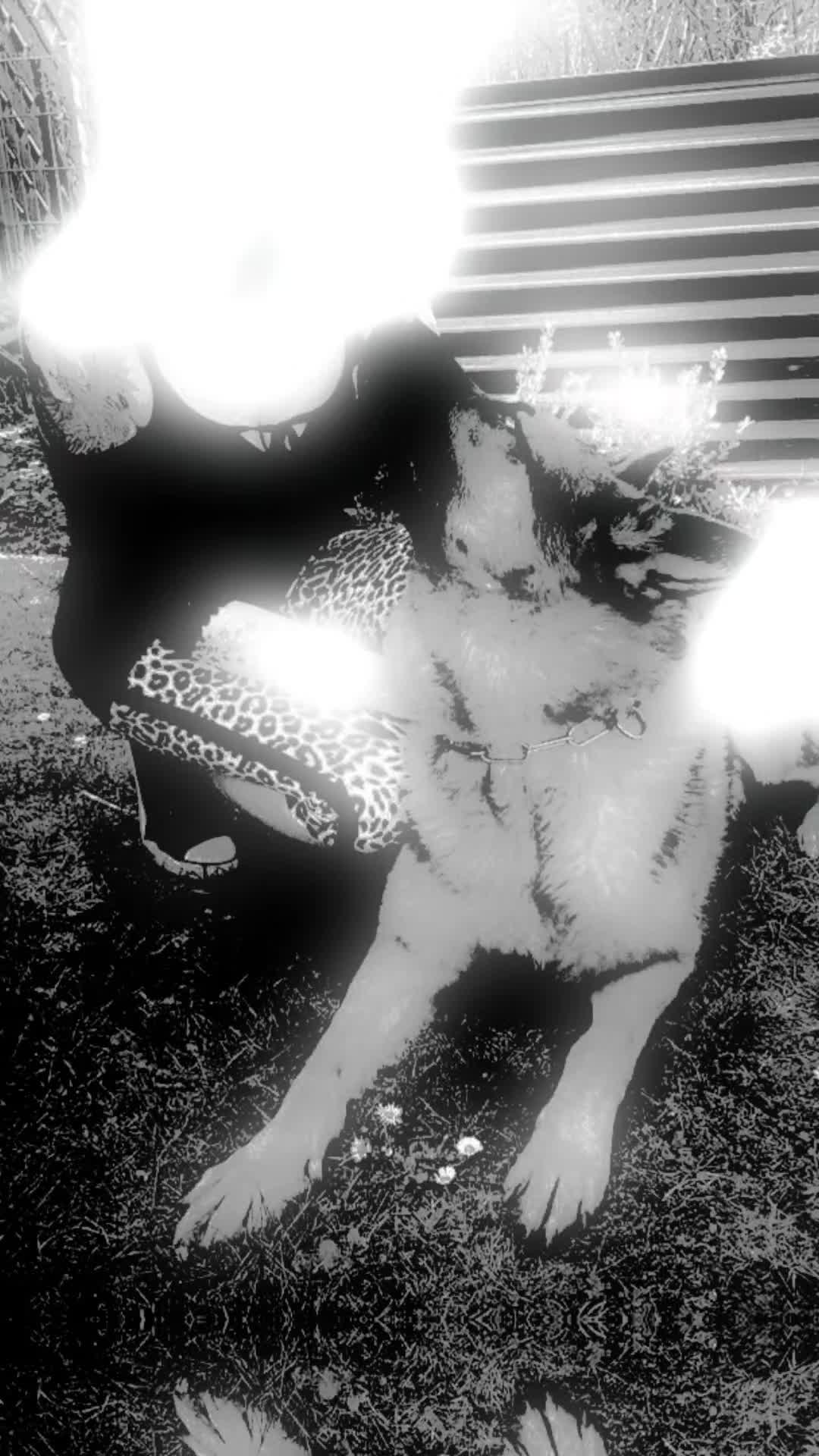 @Sch&auml;ferhundliebe  💗