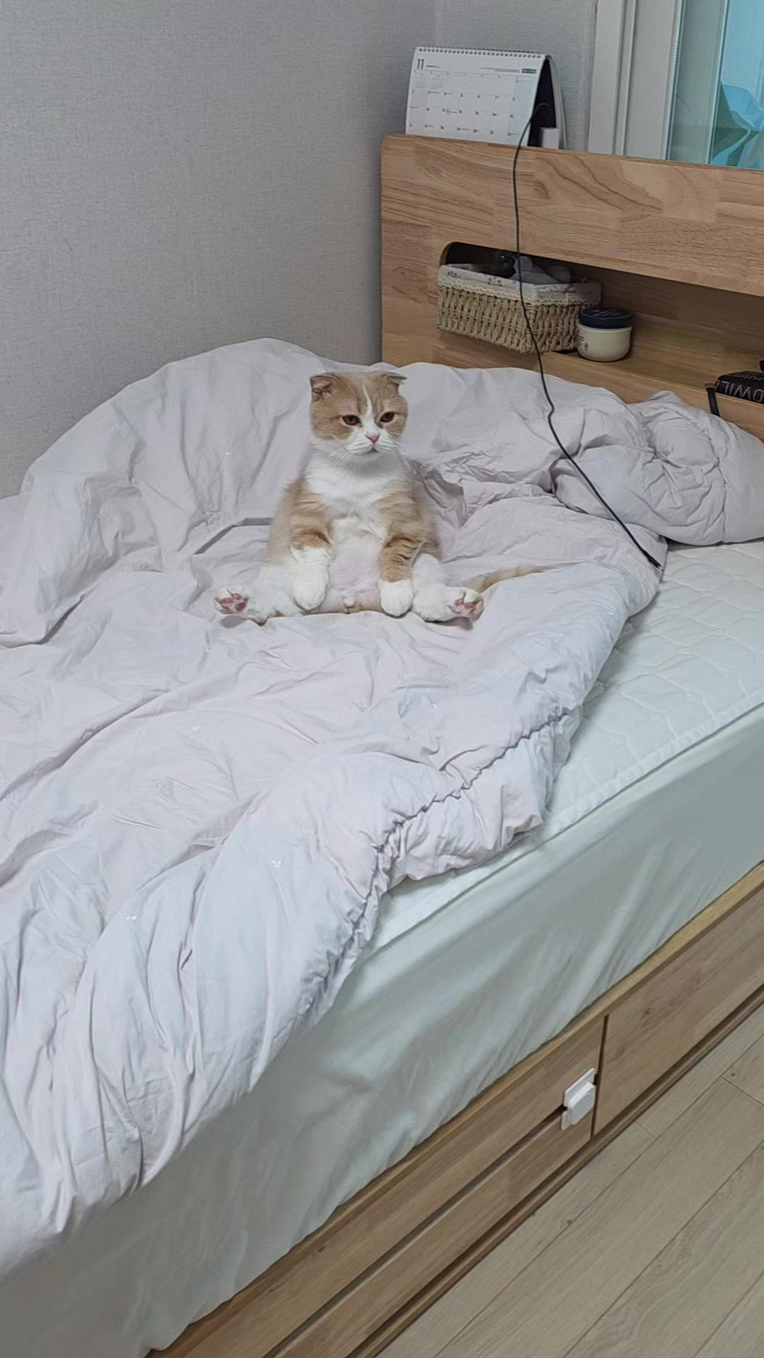 @8냥이 집사