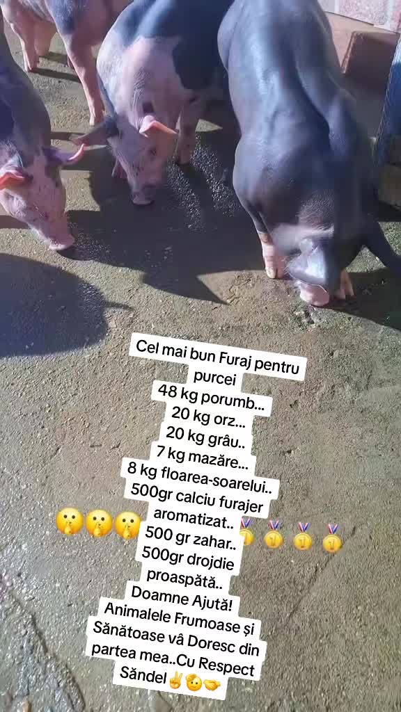 @💎🇷🇴Săndel Olteanul 🇷🇴💎