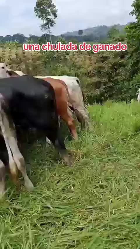 @NATURALEZARANCHO