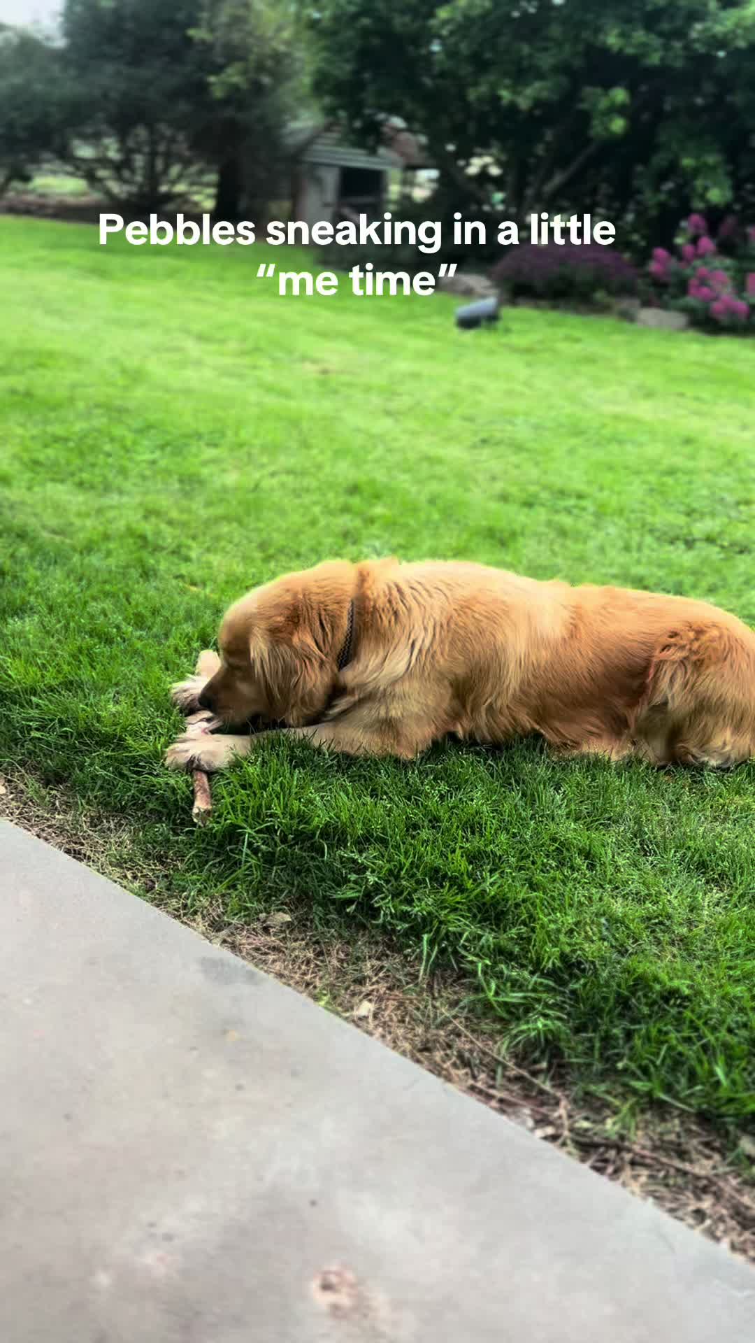 @HighCountryRetrievers