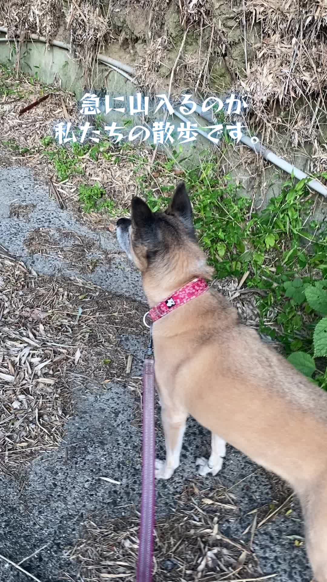 @島犬リリーのtikdog