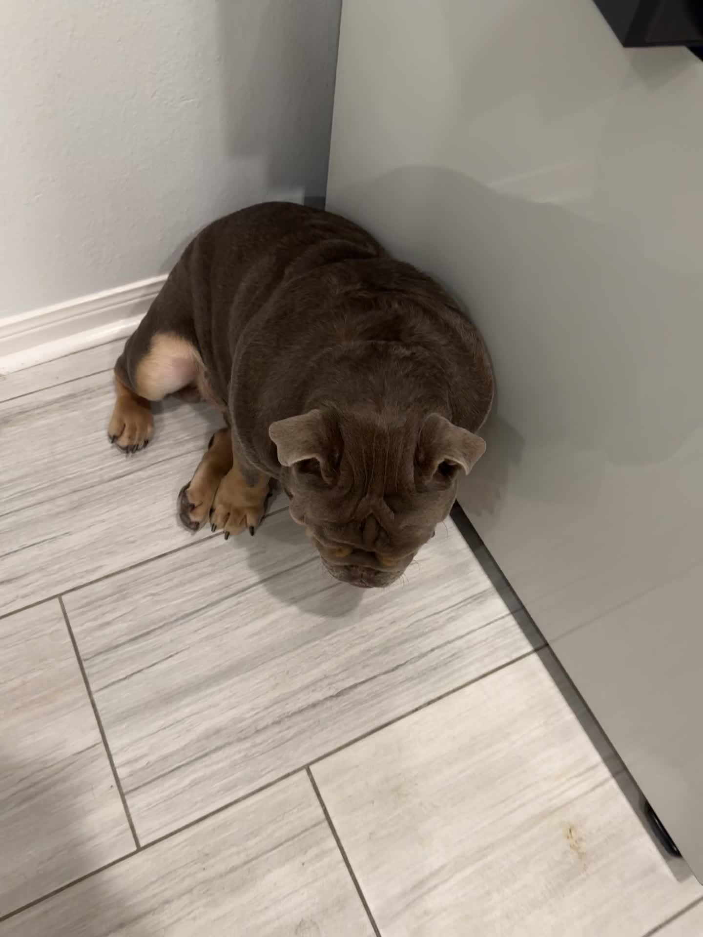@RawlsTheBulldog