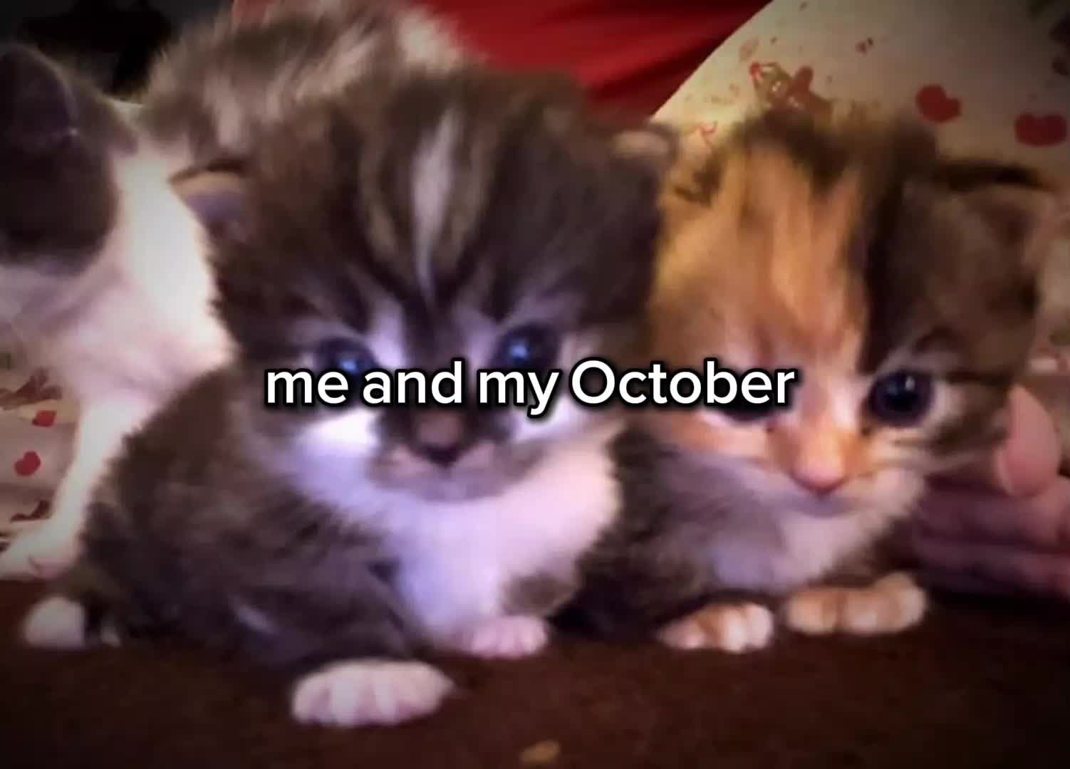 @𝓇𝒾𝒷𝒾𝓉