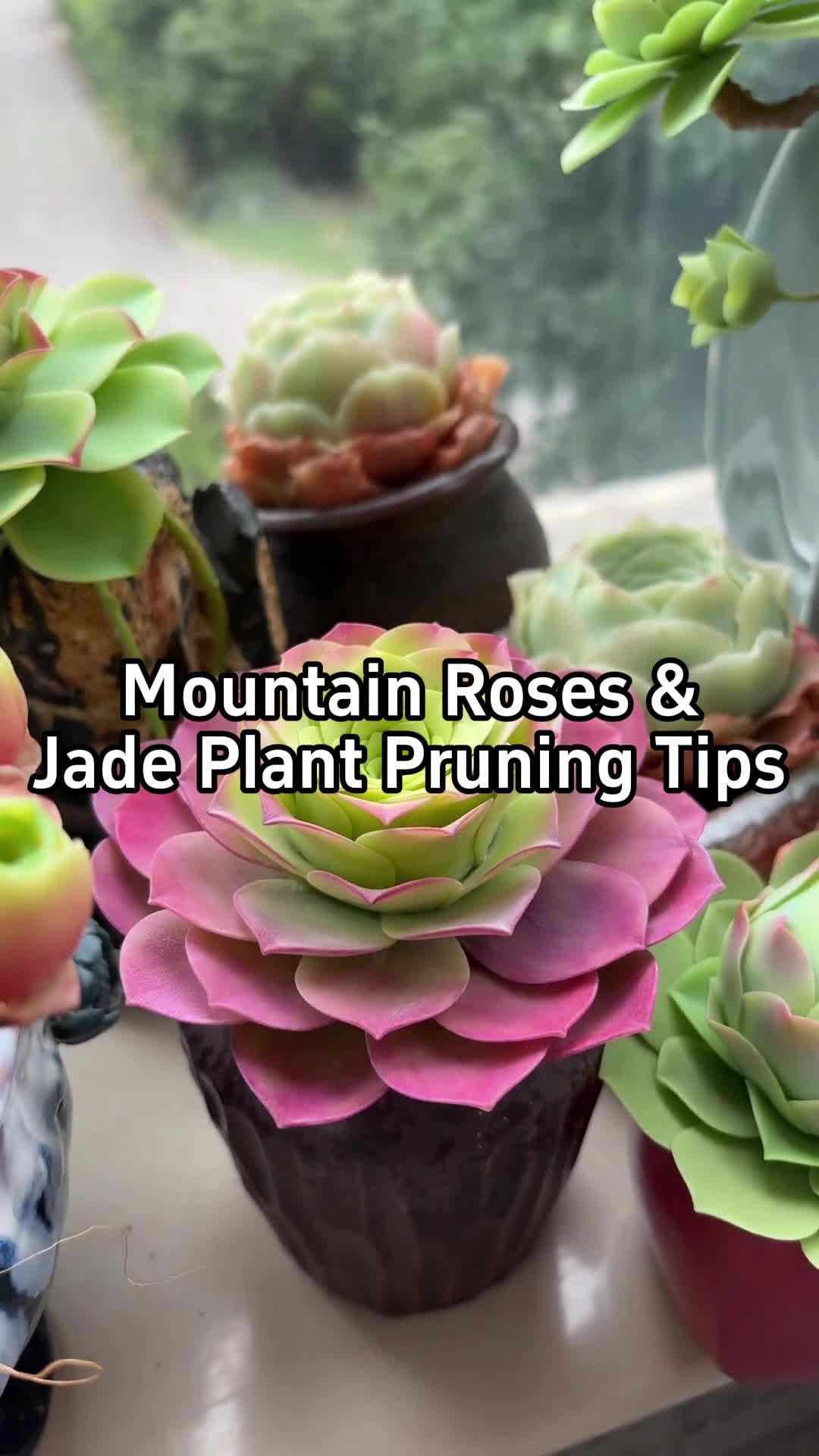 @BotanicKing