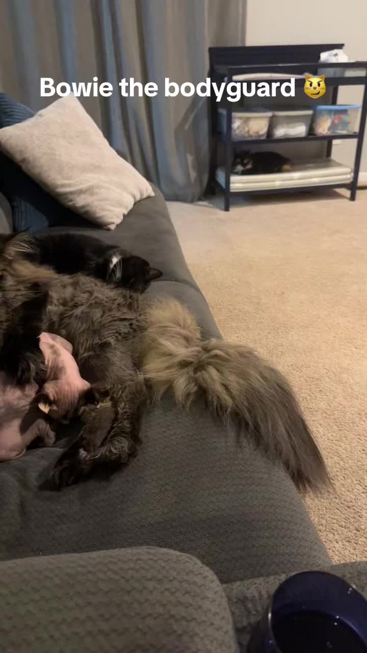 @taylor_and_cats