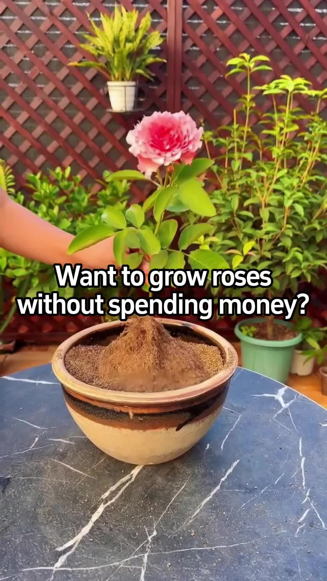 @BotanicKing