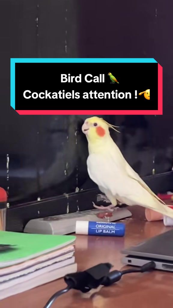@Bixby the Budgie
