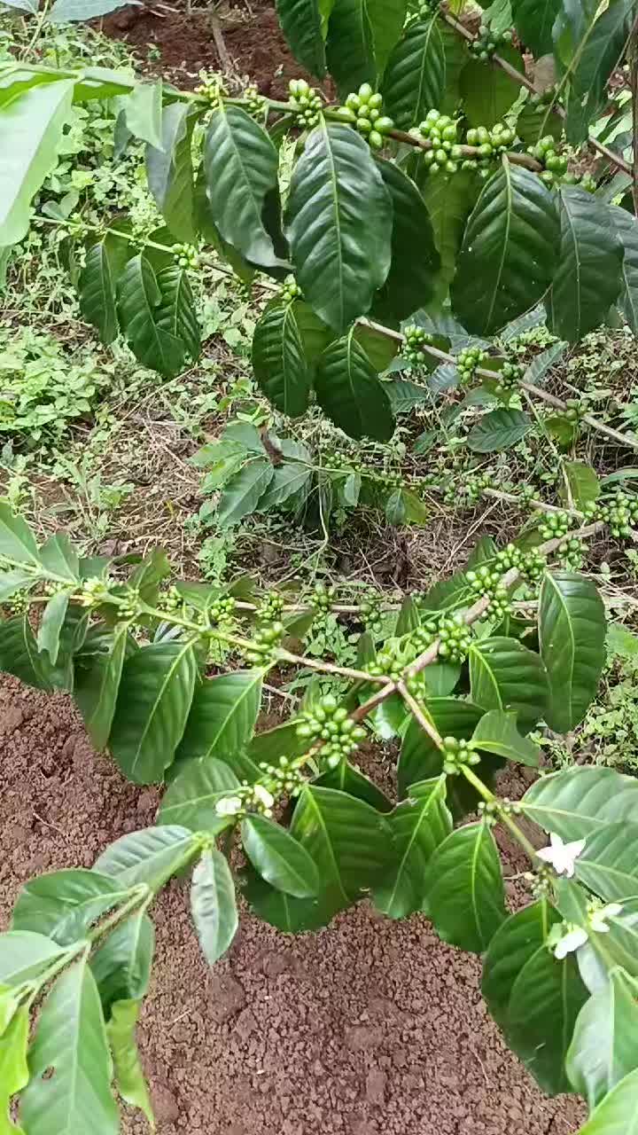 @kopi HD