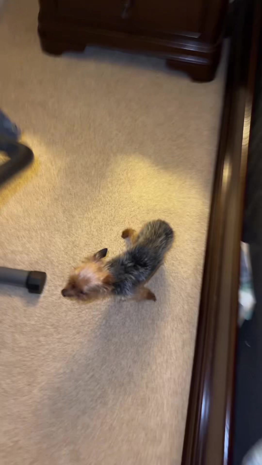@Pet.babylover77