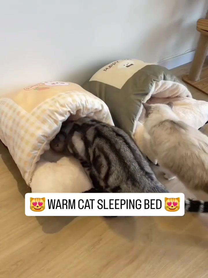 @gonzo_cats